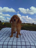 Cavapoo For Sale Millersburg OH Female-Susy