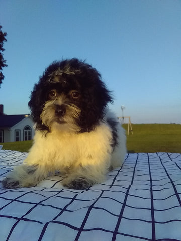 Teddy Bear For Sale Millersburg OH Male-Jaxson
