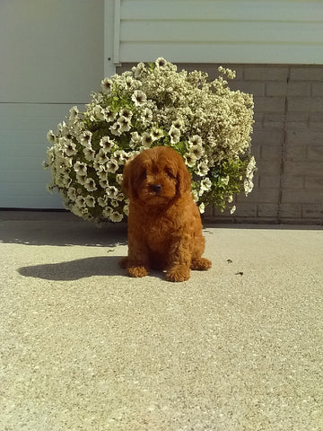 Cavapoo For Sale Millersburg OH Female-Rainy