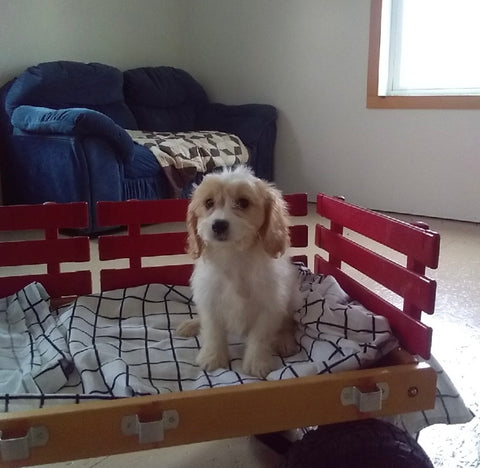 Cavachon For Sale Millersburg OH Male-Bennie
