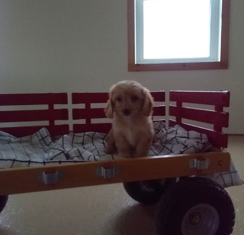 Cavachon For Sale Millersburg OH Male-Bandit