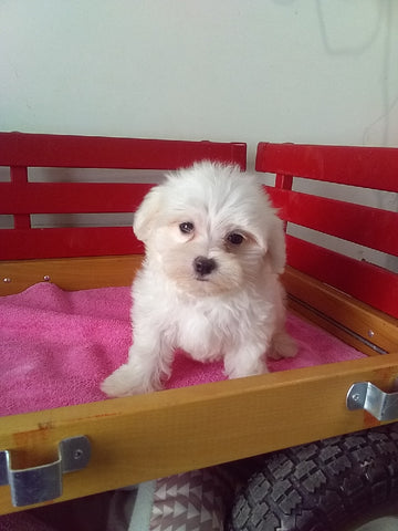 ACA Registered Maltese For Sale Millersburg OH Female-Sally