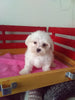 ACA Registered Maltese For Sale Millersburg OH Female-Sally