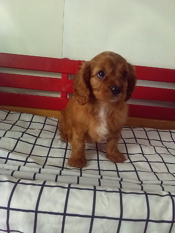ACA Registered Cavalier KCS For Sale Millersburg OH Male-Rusty