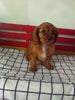 ACA Registered Cavalier KCS For Sale Millersburg OH Male-Rusty