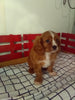 ACA Registered Cavalier KCS For Sale Millersburg OH Male-Riley