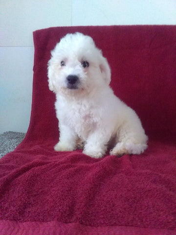 ACA Registered Bichon Frise For Sale Millersburg OH Male-Magic