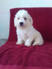 ACA Registered Bichon Frise For Sale Millersburg OH Male-Magic