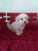 ACA Registered Maltese For Sale Millersburg OH Male-Lucky