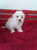 ACA Registered Maltese For Sale Millersburg OH Female-Lucy