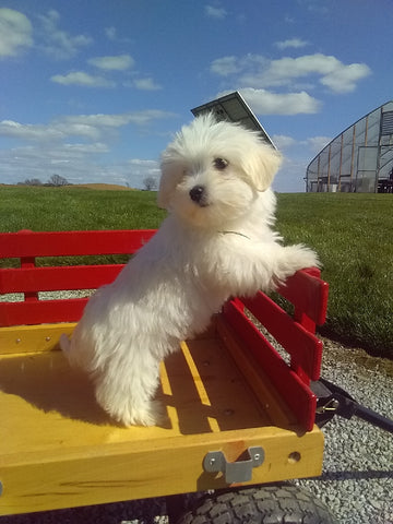ACA Registered Maltese For Sale Millersburg OH Female-Lucy