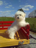 ACA Registered Maltese For Sale Millersburg OH Female-Lucy
