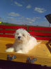 ACA Registered Maltese For Sale Millersburg OH Male-Lucky