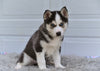 German Shepherd Siberian Husky For Sale Holmesville OH Kobe