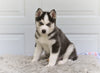 German Shepherd Siberian Husky For Sale Holmesville OH Kobe