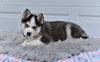 German Shepherd Siberian Husky For Sale Holmesville OH Kobe