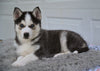 German Shepherd Siberian Husky For Sale Holmesville OH Kobe