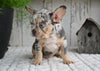 AKC French Bulldog For Sale Baltic OH-King