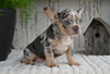 AKC French Bulldog For Sale Baltic OH-King