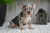 AKC French Bulldog For Sale Baltic OH-King