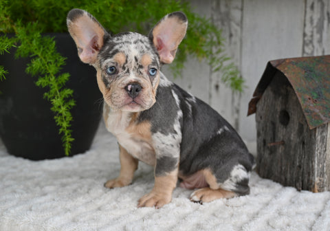 AKC French Bulldog For Sale Baltic OH-King