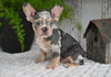 AKC French Bulldog For Sale Baltic OH-King
