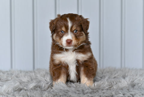 Mini Australian Shepherd For Sale Holmesville OH Leo