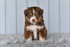 Mini Australian Shepherd For Sale Holmesville OH Leo