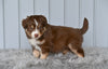Mini Australian Shepherd For Sale Holmesville OH Leo