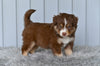 Mini Australian Shepherd For Sale Holmesville OH Leo