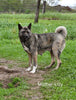 AKC Akita For Sale Millersburg OH Female-Asha