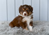 Mini Australian Shepherd For Sale Holmesville OH Lilly