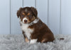 Mini Australian Shepherd For Sale Holmesville OH Lilly