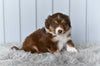 Mini Australian Shepherd For Sale Holmesville OH Lilly