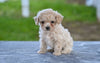 Toy Poodle For Sale Millersburg OH Lilly