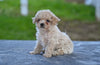 Toy Poodle For Sale Millersburg OH Lilly