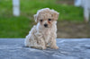 Toy Poodle For Sale Millersburg OH Lilly