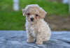 Toy Poodle For Sale Millersburg OH Lilly