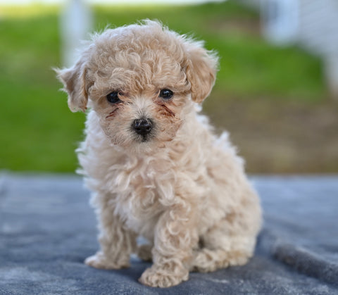 Toy Poodle For Sale Millersburg OH Lilly