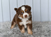 Mini Australian Shepherd For Sale Holmesville OH Lisa