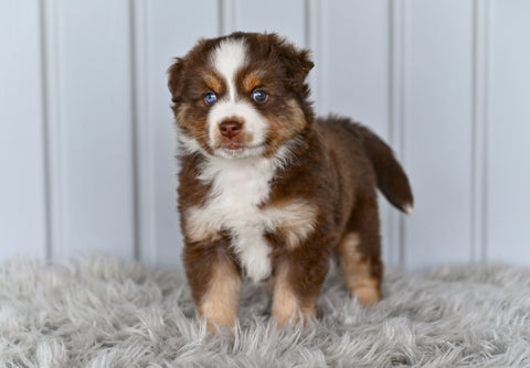 Mini Australian Shepherd For Sale Holmesville OH Lisa
