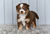 Mini Australian Shepherd For Sale Holmesville OH Lisa