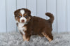 Mini Australian Shepherd For Sale Holmesville OH Lisa