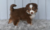 Mini Australian Shepherd For Sale Holmesville OH Lisa