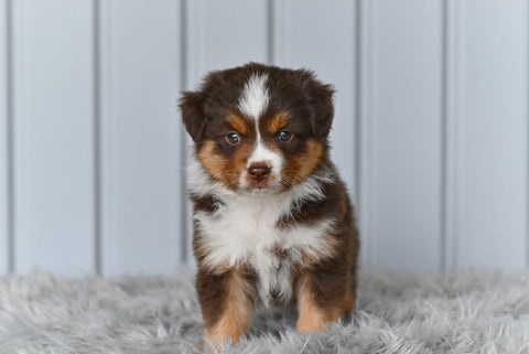 Mini Australian Shepherd For Sale Holmesville OH Lola