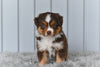 Mini Australian Shepherd For Sale Holmesville OH Lola