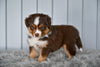 Mini Australian Shepherd For Sale Holmesville OH Lola