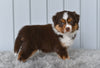 Mini Australian Shepherd For Sale Holmesville OH Lola
