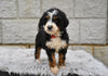 Bernedoodle For Sale Sugarcreek OH-Lola