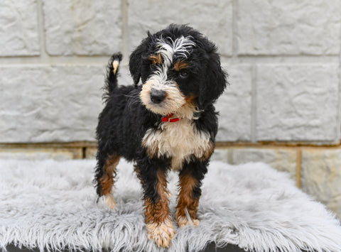 Bernedoodle For Sale Sugarcreek OH-Lola